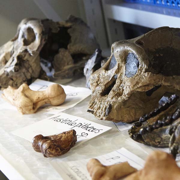 Museum Storage Units Help in Preserving Precious Collections