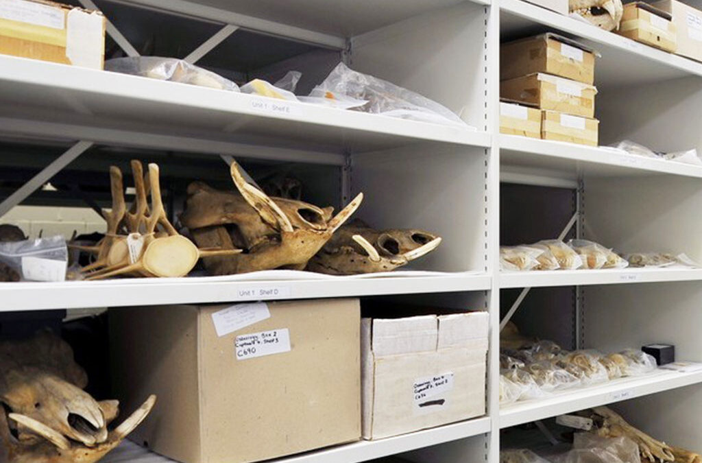 Storage Planning For Growing Collections