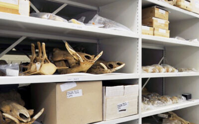 Storage Planning For Growing Collections