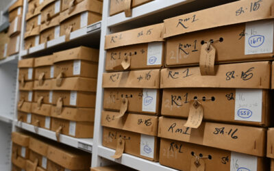 Storage Shelving: How It Improves Workplace Efficiency